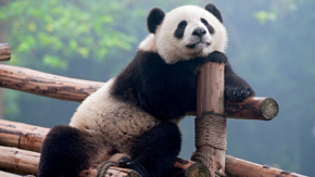 china panda chengdu research base foto iStock hung chung chih